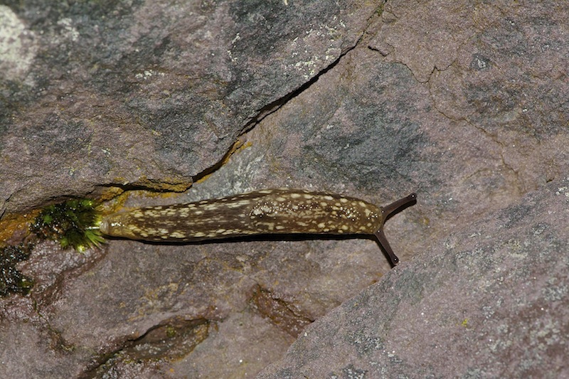Geomalacus maculosus  Kerry - Irlanda